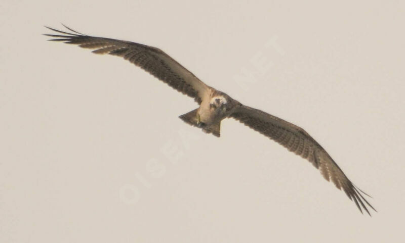 Ospreyadult, Flight