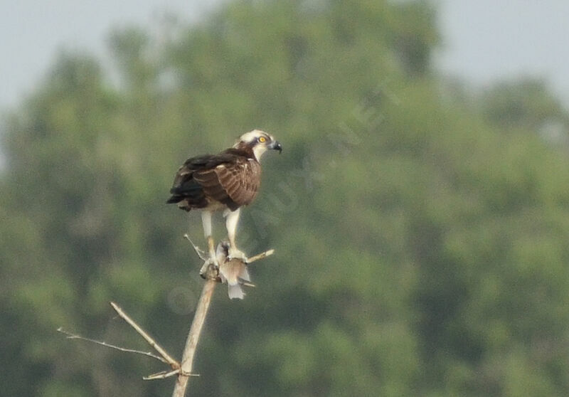 Osprey