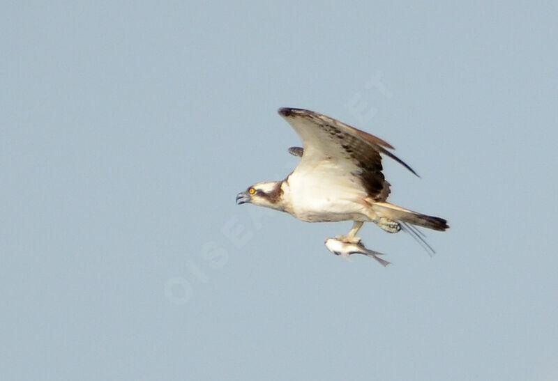 Osprey