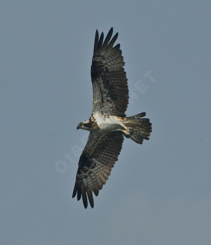 Ospreyadult, identification