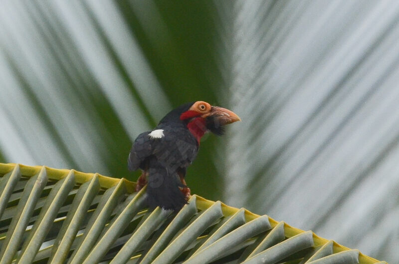 Bearded Barbetadult, identification