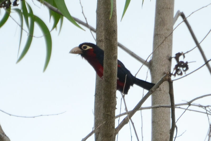 Double-toothed Barbetadult