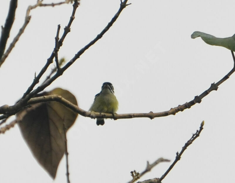 Yellow-rumped Tinkerbirdadult