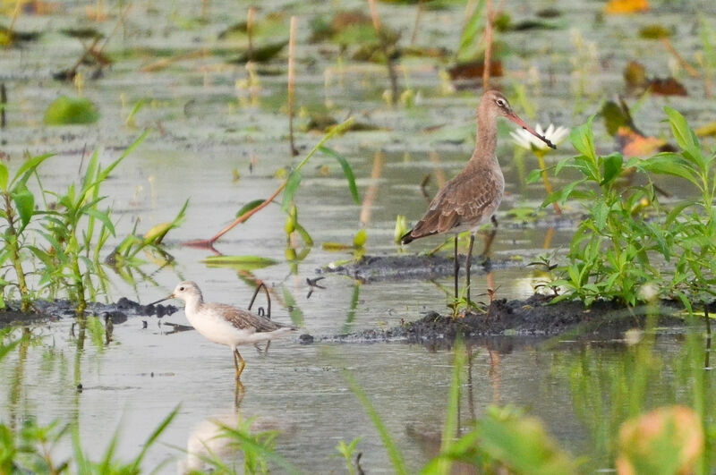 Black-tailed Godwitadult