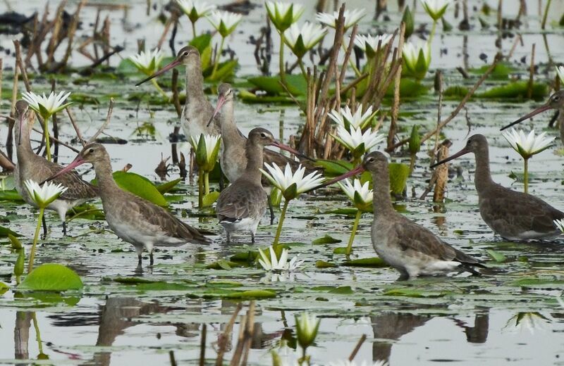 Black-tailed Godwit