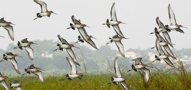 Black-tailed Godwit, Flight