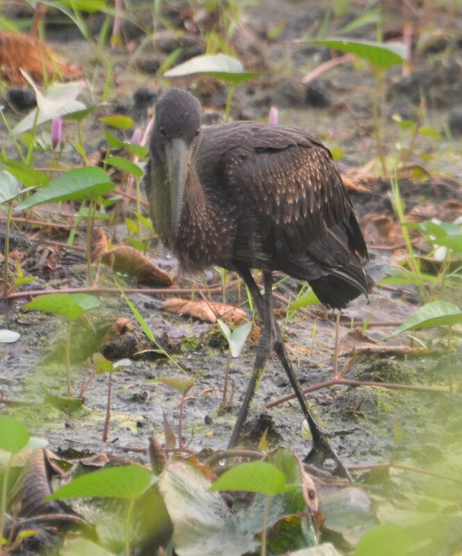 African Openbilladult