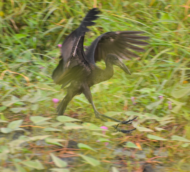 African Openbill