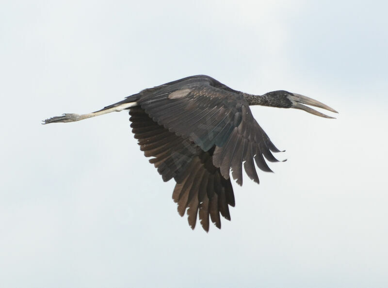 African Openbillimmature, Flight