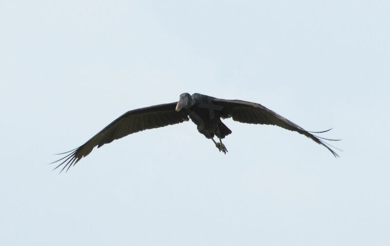 African Openbillimmature, Flight