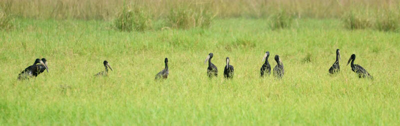 African Openbilladult