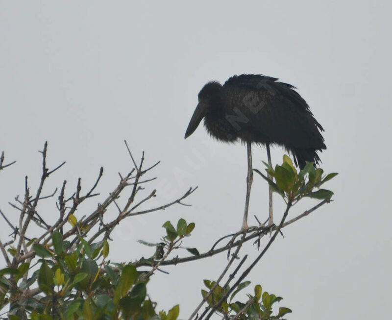 African Openbill