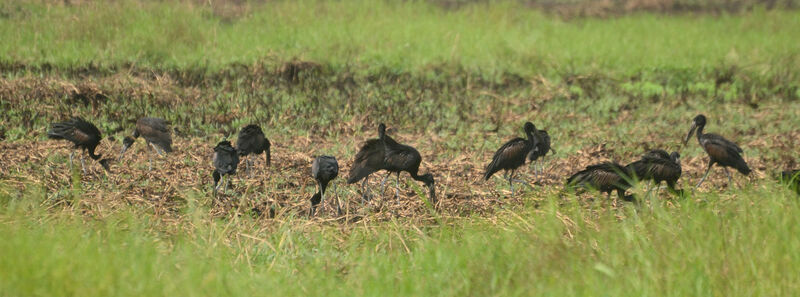 African Openbill