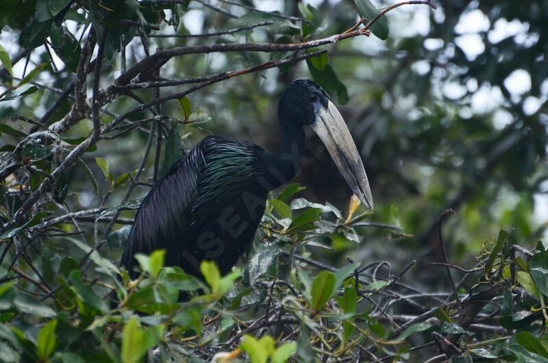 African Openbilladult breeding, identification, Reproduction-nesting