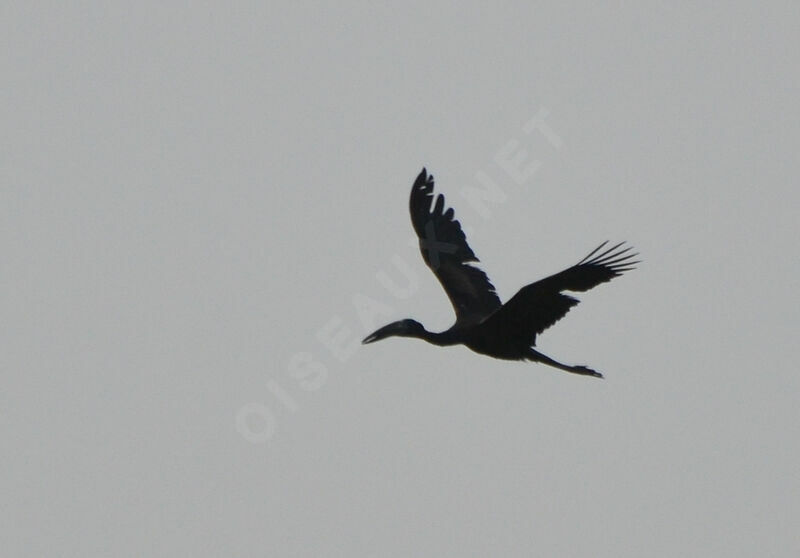 African Openbill