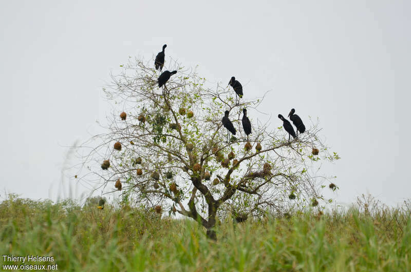 African Openbilladult, Behaviour