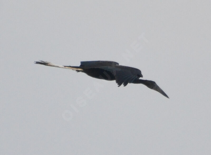 African Openbill