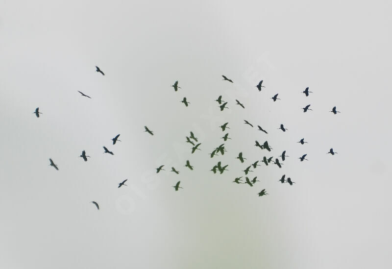 African Openbilladult, Flight