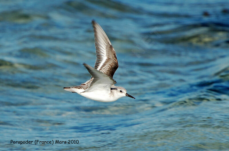 Sanderling, Flight