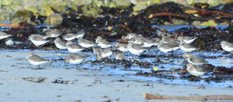 Dunlin