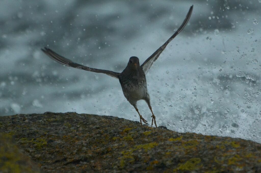 Purple Sandpiperadult