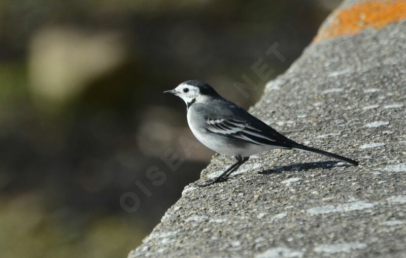 White Wagtailadult