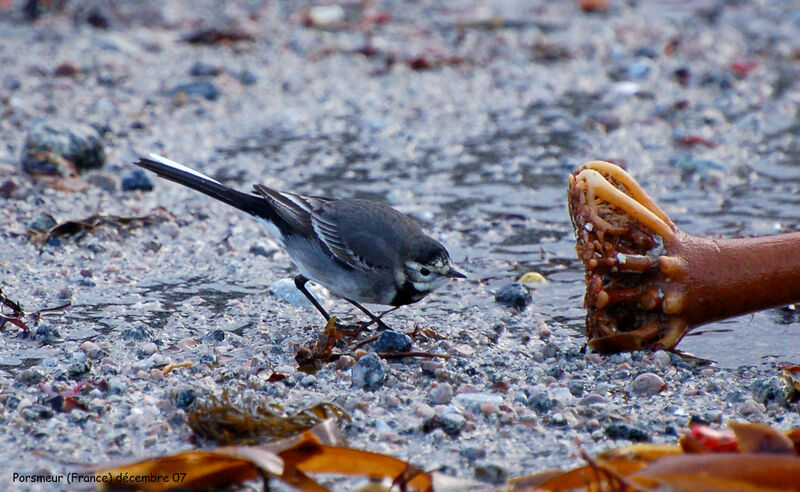 White Wagtail