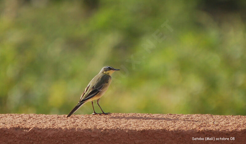 Western Yellow Wagtail