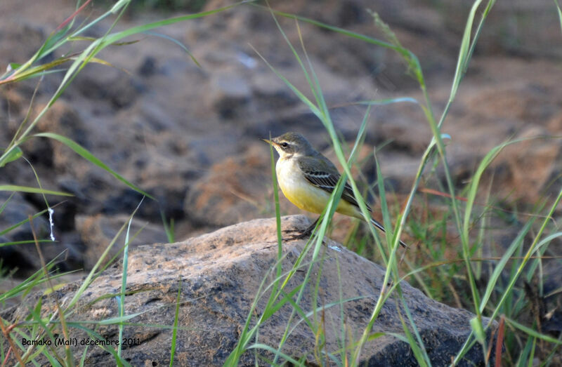 Western Yellow Wagtail