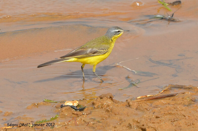 Western Yellow Wagtailadult post breeding, identification