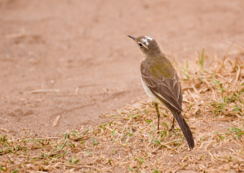 Western Yellow Wagtail