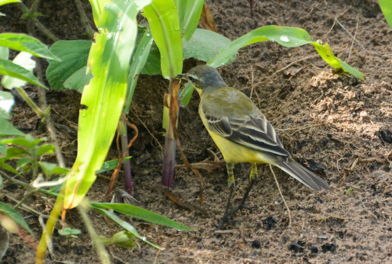 Western Yellow Wagtailadult