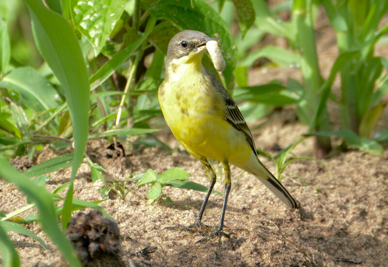 Western Yellow Wagtailadult, feeding habits