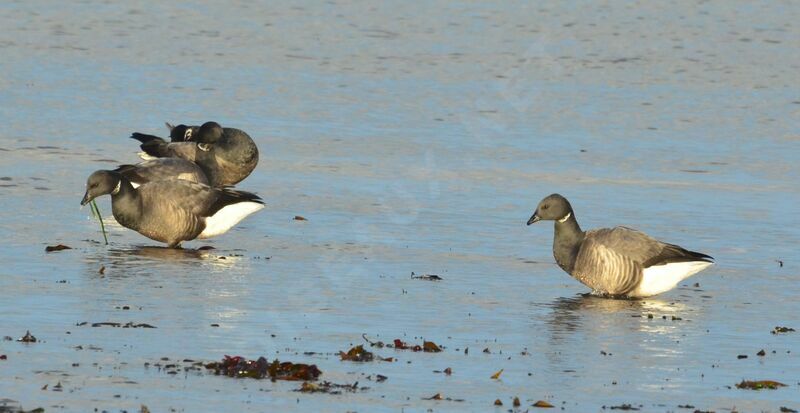 Brant Goose