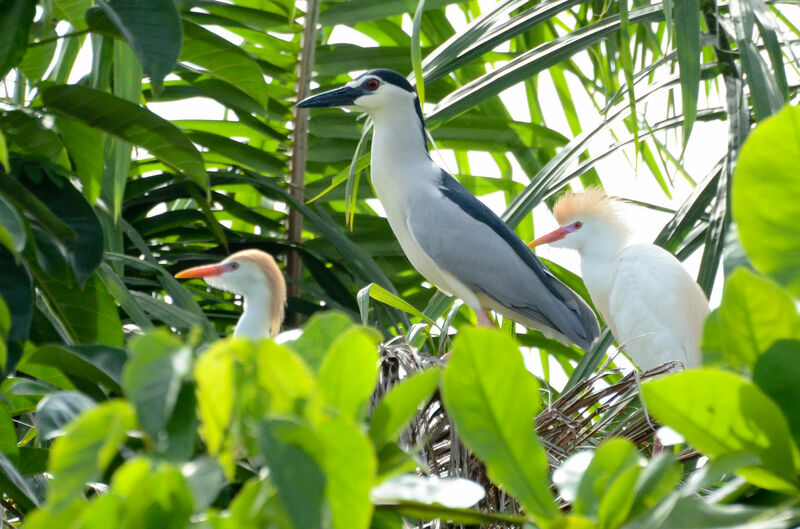 Black-crowned Night Heronadult