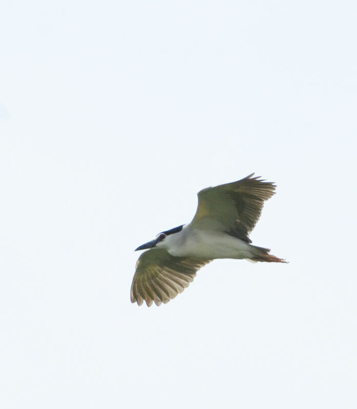 Black-crowned Night Heronadult, Flight