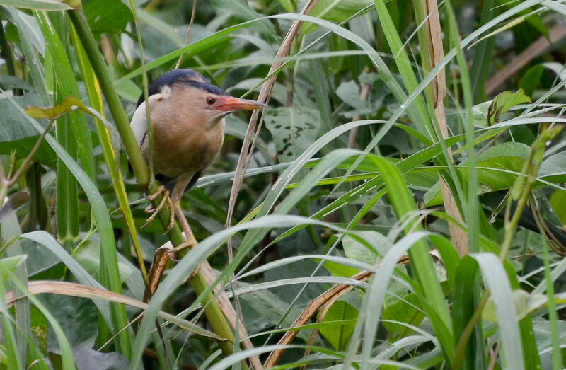 Little Bitternadult, identification