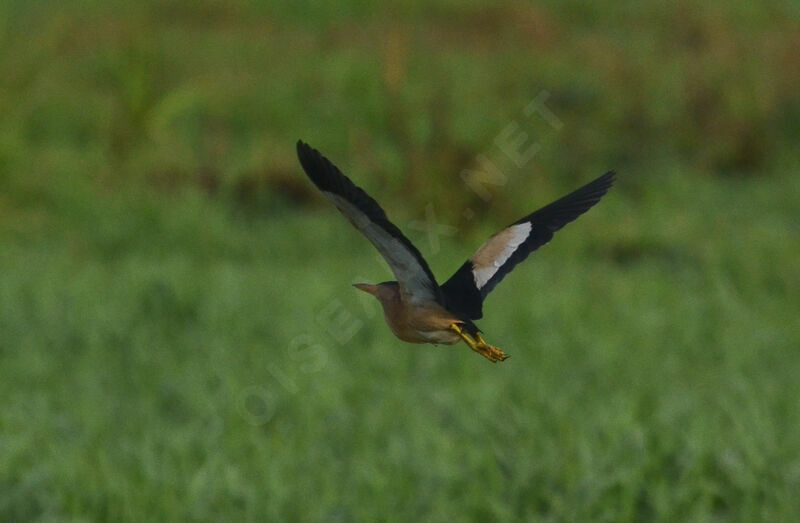 Little Bitternadult, Flight