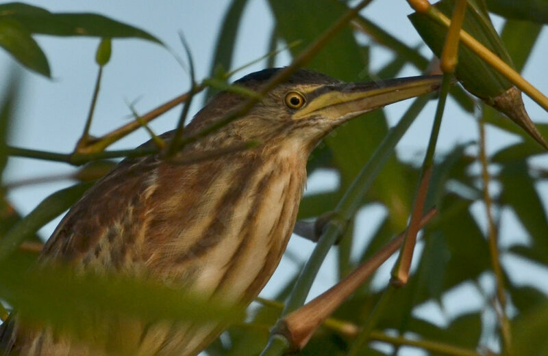 Blongios nainimmature, portrait