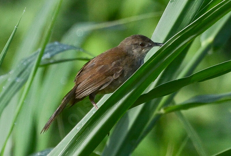 Little Rush Warbleradult breeding, identification