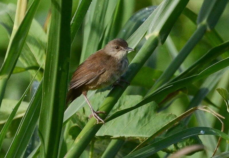 Bouscarle caqueteuseadulte, identification