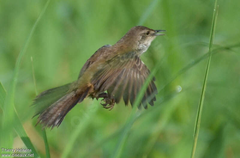 Little Rush Warbleradult, Flight