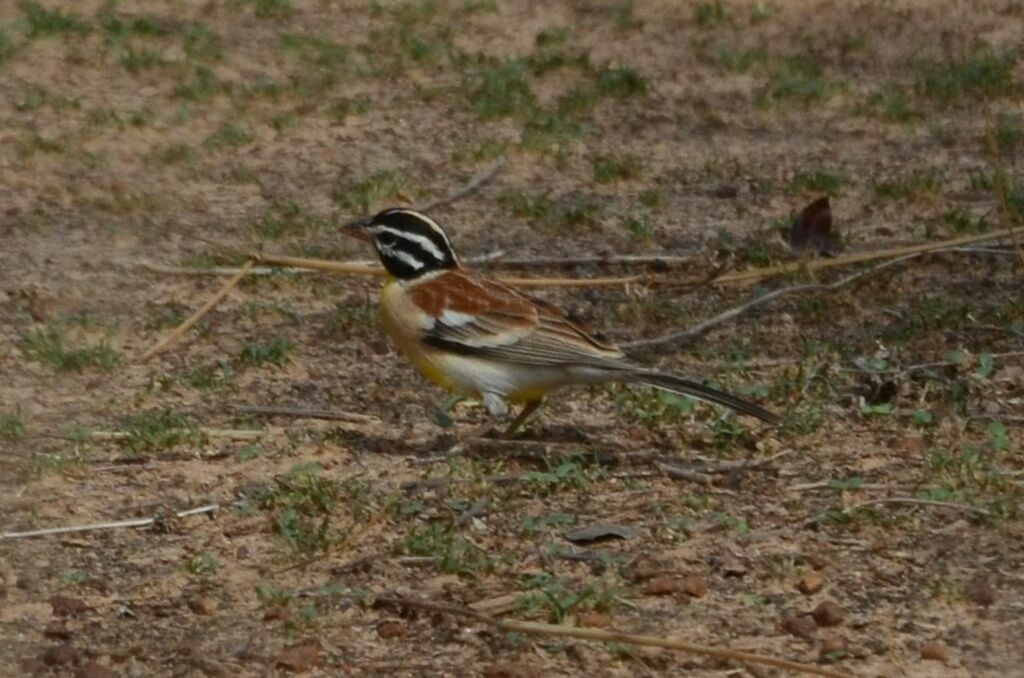 Bruant à poitrine doréeadulte nuptial, identification