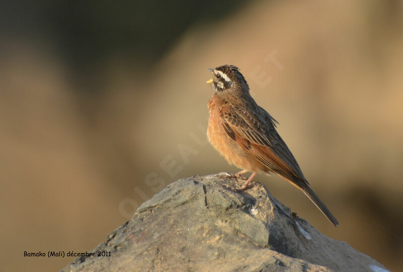 Bruant d'Alexanderadulte, identification