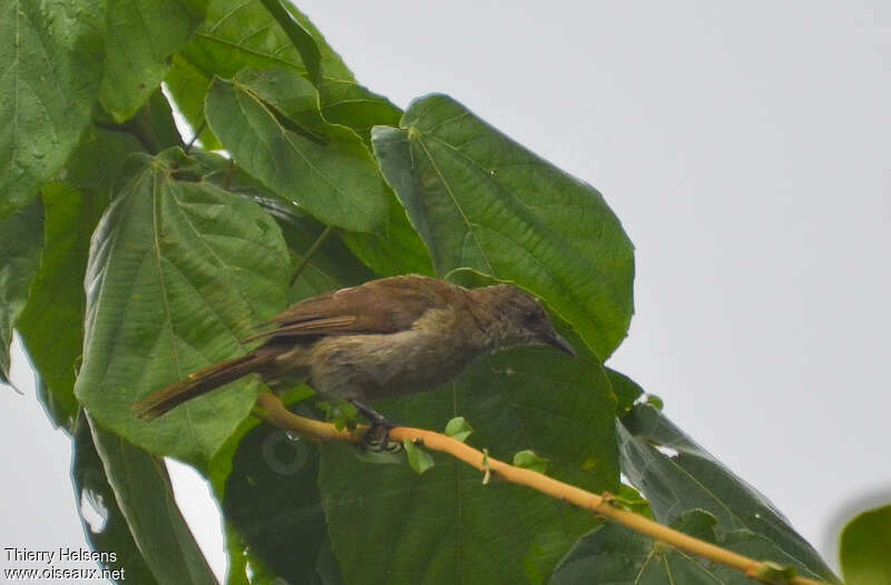 Bulbul de Baumannadulte