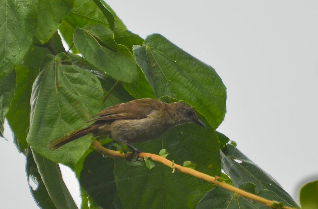 Bulbul gracileadulte