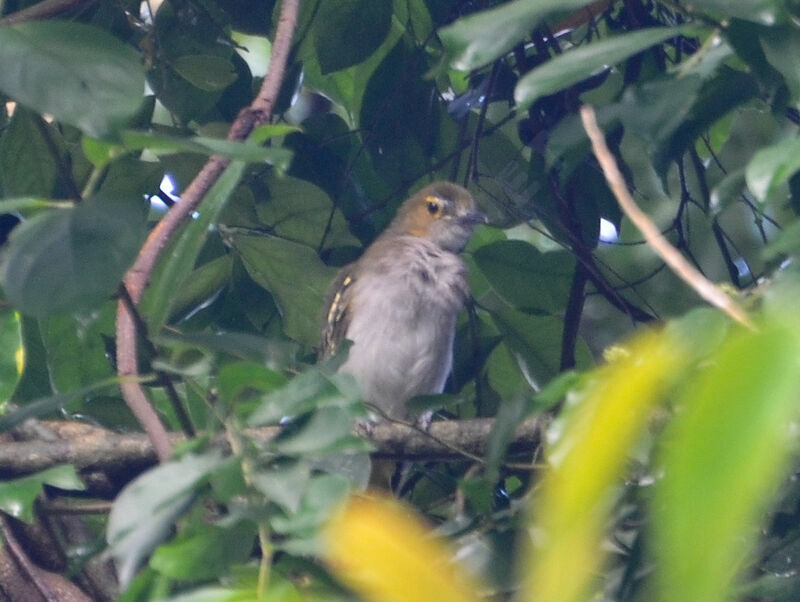 Western Nicatoradult, identification