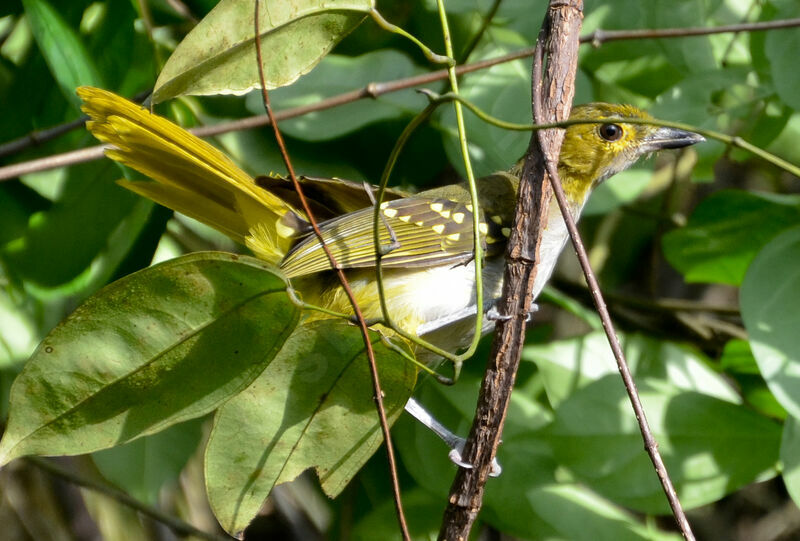 Western Nicatoradult, identification