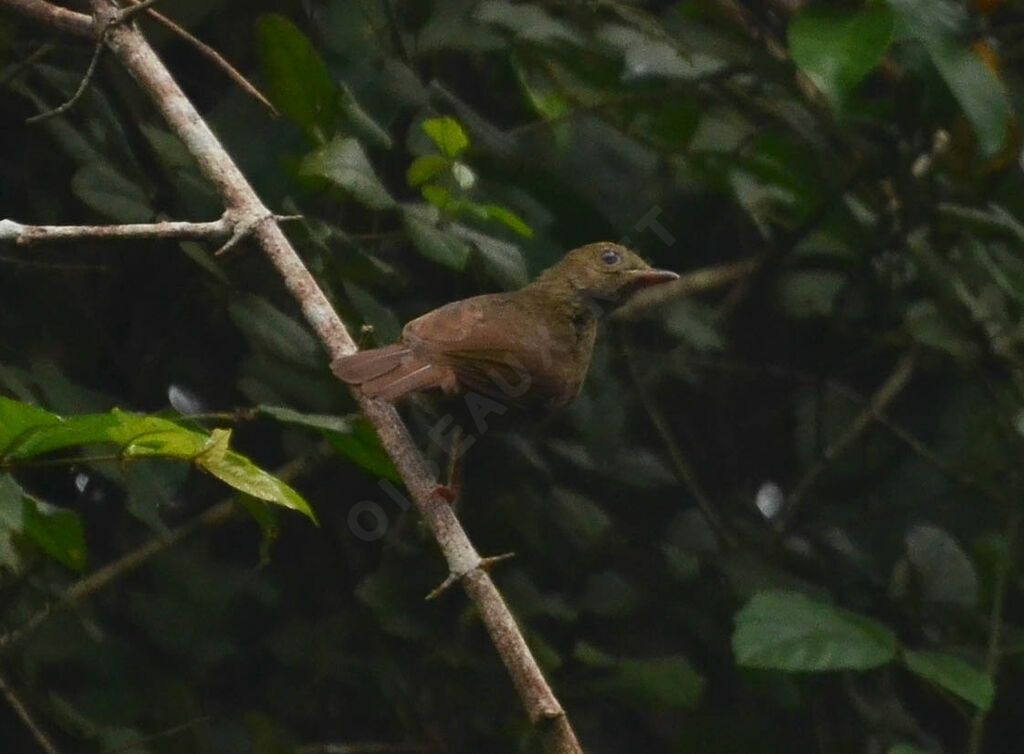 Bulbul verdâtreadulte, identification