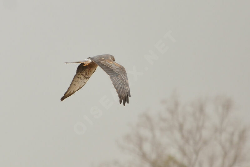 Montagu's Harrier male subadult